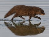 Kommetjiesgat muishond  Water Mongoose -  Kommetjiegatmuishond